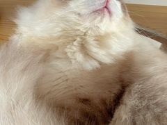-momokira米努特·德文卷毛猫·棉花面纱犬