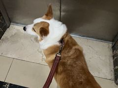 -鼎级派宠物(中南店)