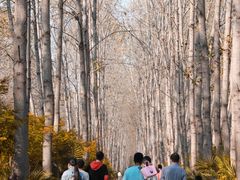 -合肥滨湖国家森林公园