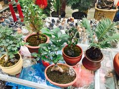 -龙大花卉苗木市场