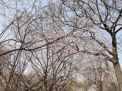 -桃花堤公园