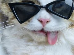 -博特宠物医院24h犬猫全科.骨科·异宠