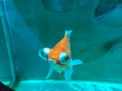 -北戴河圣蓝海洋公园