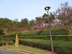 -深圳仙湖植物园