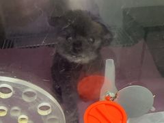 -北京观赏动物医院·24小时大型综合·猫专科·异宠专科