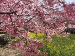 -古柏渡丰乐樱花园