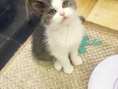 -袖虎宠物·金渐层缅因猫舍(灵芝店)