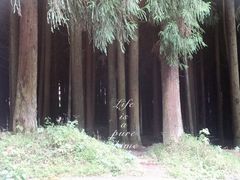-武陵山森林公园