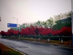 -羊山湖公园