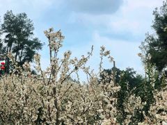 -樱桃山旅游景区