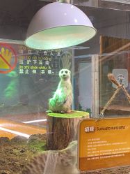 -七巧国萌宠乐园(龙湖天街店)