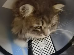 -关爱宠物医院·猫科中心·消化科(滨湖万达分院)