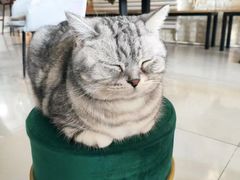 -平行世界·猫咖(首经贸店)