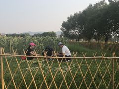 -光明小镇欢乐田园