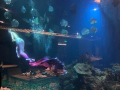 -海棠湾洲际-涛·海底餐厅·美人鱼·自助餐·海底隧道