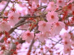 -顾村公园