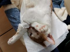 -乐派堂宠物医院·猫友好· 心脏科(东街店)