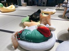 -逗柴咖啡屋·狗咖猫咖宠物桌游