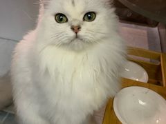 -猫大福·Fortune Cat猫舍(百子湾店)