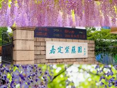 -嘉定紫藤园