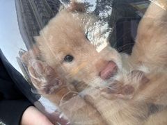 -宠物星动物医院·眼科·异宠·猫科(江南大道总院)