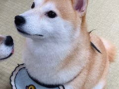 -逗柴咖啡屋·狗咖猫咖宠物桌游