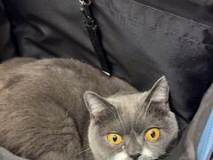 -瑞派长江宠物医院·猫科·外科·24小时夜护(谊城公寓分院)