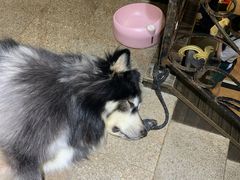 -more than meow吴止猫主题餐厅(承德 中船汇店)