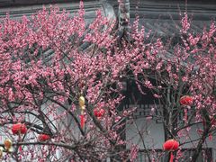 -苏州上方山国家森林公园
