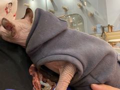 -BABIT巴比特宠物(MOMOPARK店)