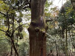 -天目山大树王景区