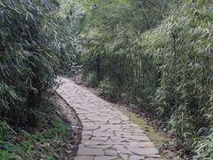 -都江堰中华大熊猫苑