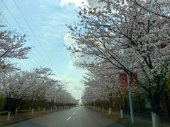 -高东镇樱花园