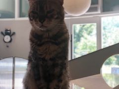 -飞行喵MR PILOT|猫舍·猫咖(静安大融城店)