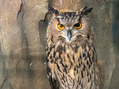 -萌宠奇缘(荣鼎店)