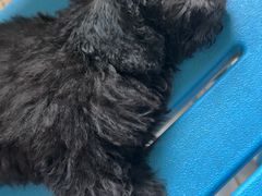 -特一安24小时宠物医院·骨科·中兽医