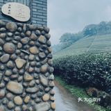 云径•天竹