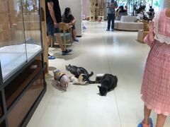 -藏猫猫咖啡主题馆(中央大道店)