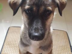 -康乐宝动物医院