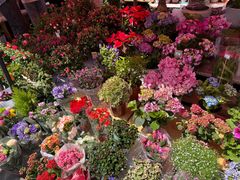 -哈尔滨道外花鸟鱼市场