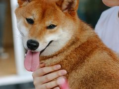-柴犬高等学院·狗咖·柴犬售卖·宠物训练