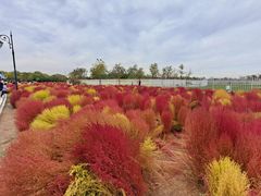 -天津东丽湖风景区