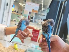 -怪兽屋·羊驼·猫咖·狗咖(俊华广场店)