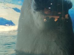 -海合安天津极地海洋公园