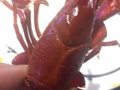 -霸王虾·小龙虾香辣蟹(玉林店)
