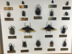 -上海昆虫博物馆