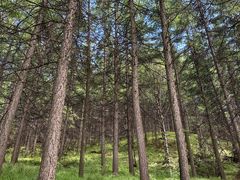 -苏木山森林公园