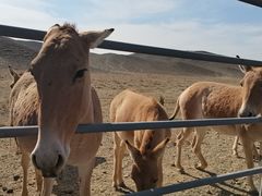 -新疆天山野生动物园