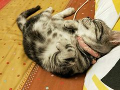 -猫大福·Fortune Cat猫舍(百子湾店)