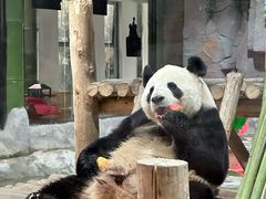 -栾川竹海野生动物园